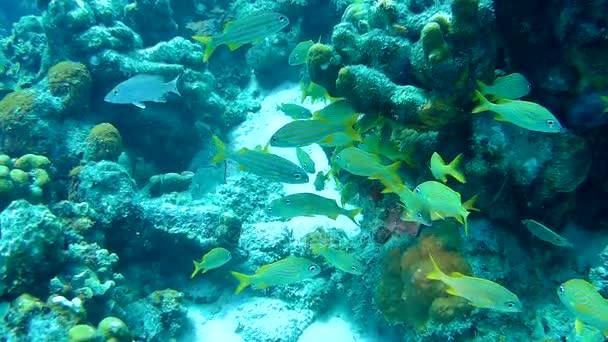 Coral life caribbean sea underwater 1080P video — Stock Video