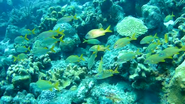 Vida coralina caribe mar bajo el agua 1080P video — Vídeos de Stock