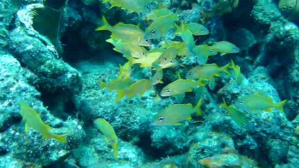 Коралловые жизни Карибского моря под водой 1080P видео — стоковое видео