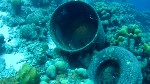 Coral life underwater video 1080p Caribbean Sea — Stock Video