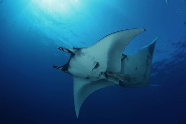 Pasifik Okyanusu Manta ray dalış sualtı Galapagos Adaları