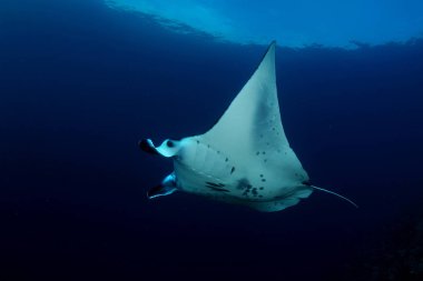 Pasifik Okyanusu Manta ray dalış sualtı Galapagos Adaları