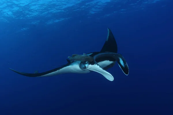 Manta ray diving Underwater Galapagos islands Pacific Ocean — Stock Photo, Image