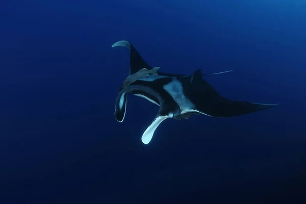 Manta ray búvárkodás, víz alatti Galapagos-szigeteki Csendes-óceán — Stock Fotó
