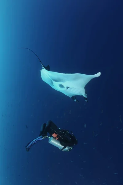 Manta ray búvárkodás, víz alatti Galapagos-szigeteki Csendes-óceán — Stock Fotó