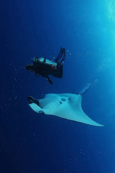 Manta ray κατάδυση υποβρύχιο Γκαλαπάγκος νησιά του Ειρηνικού Ωκεανού — Φωτογραφία Αρχείου
