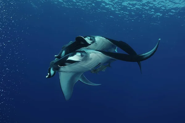 Manta ray diving Isole Galapagos subacquee Oceano Pacifico — Foto Stock