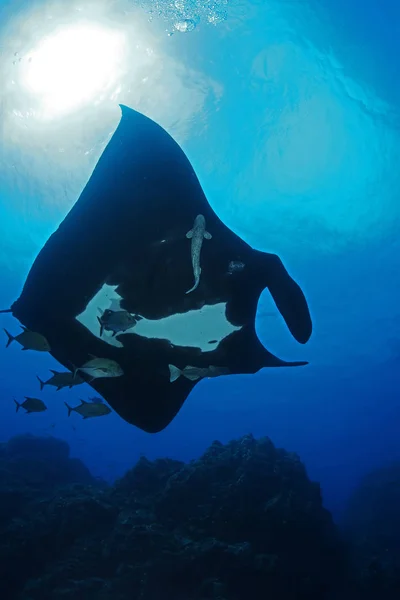 Manta ray buceo Islas Galápagos subacuáticas Océano Pacífico — Foto de Stock