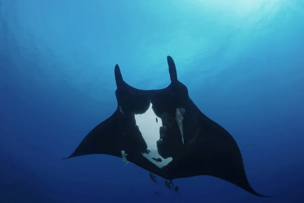 Manta ray búvárkodás, víz alatti Galapagos-szigeteki Csendes-óceán — Stock Fotó