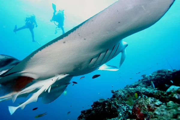 Pasifik Okyanusu Manta ray dalış sualtı Galapagos Adaları — Stok fotoğraf