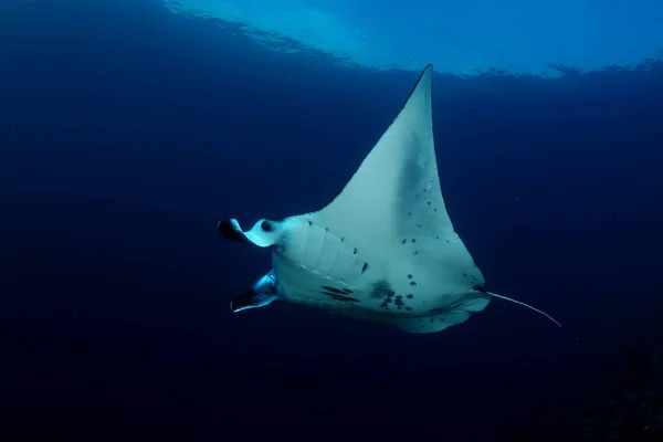 Manta ray diving Underwater Galapagos islands Pacific Ocean — Stock Photo, Image