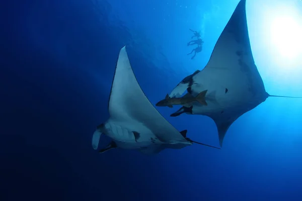 Mergulho de raios Manta Ilhas Galápagos Subaquáticas Oceano Pacífico — Fotografia de Stock