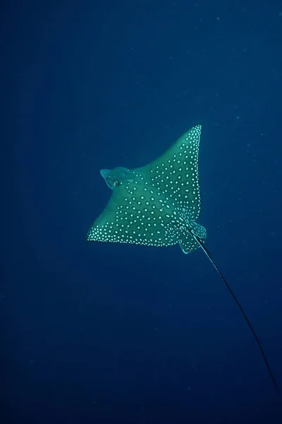 マンタ ダイビング水中ガラパゴス諸島太平洋 — ストック写真