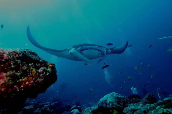 Manta Rochen Tauchen unter Wasser Galapagos Inseln Pazifik Ozean — Stockfoto