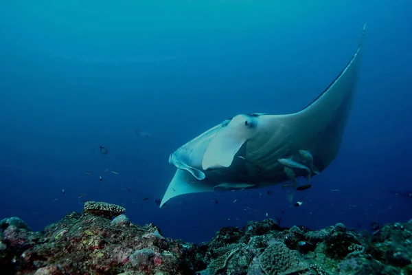 Manta ray diving Underwater Galapagos islands Pacific Ocean