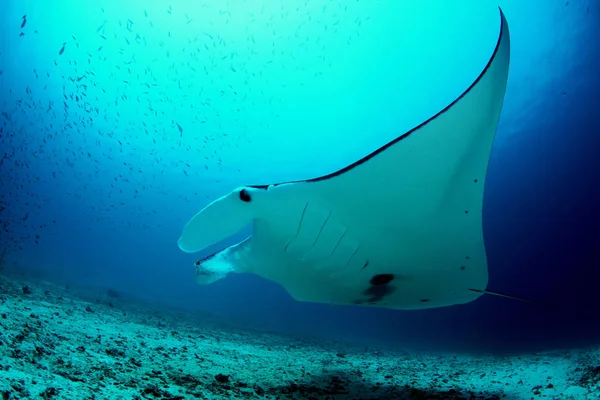 Manta ray κατάδυση υποβρύχιο Γκαλαπάγκος νησιά του Ειρηνικού Ωκεανού — Φωτογραφία Αρχείου