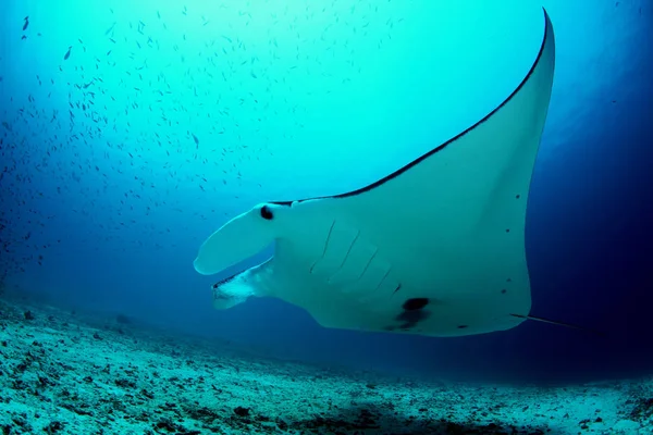 Manta ray buceo Islas Galápagos subacuáticas Océano Pacífico —  Fotos de Stock