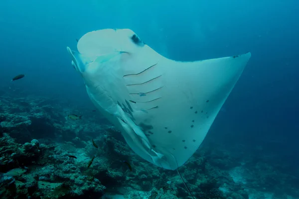 Manta ray, potápění pod vodou Galapagos ostrovy Tichého oceánu — Stock fotografie