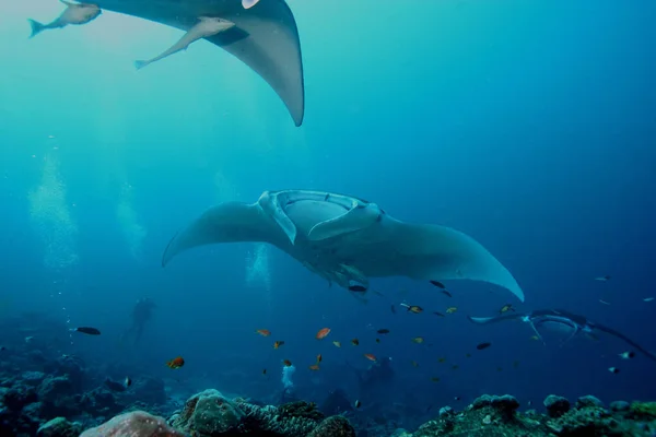 Manta ray diving Underwater Galapagos pulau Pasifik — Stok Foto