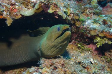 Mercan hayatı su altında safari Karayip Denizi 'nde