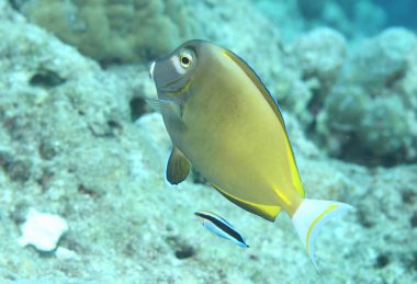 Mercan hayatı su altında safari Karayip Denizi 'nde