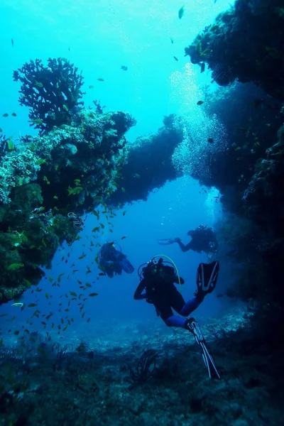 Mercan hayatı su altında safari Karayip Denizi 'nde — Stok fotoğraf