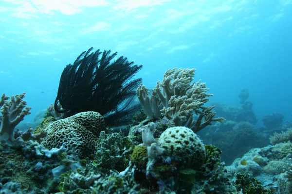 Korallliv under vatten dykning safari Karibiska havet — Stockfoto