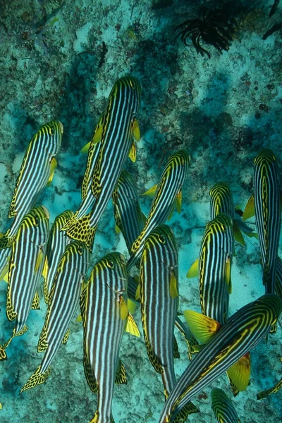 Korallliv under vatten dykning safari Karibiska havet — Stockfoto