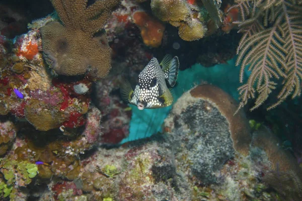 Korallenleben Unterwassersafari Karibisches Meer — Stockfoto