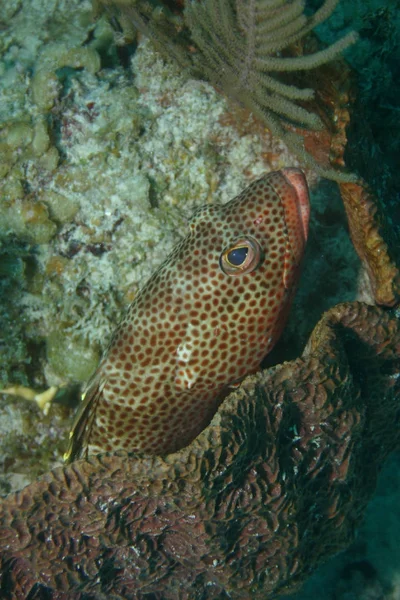 Coral life underwater diving safari Caribbean Sea — Stock Photo, Image