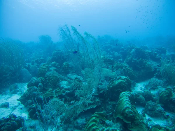 珊瑚生活在水下潜水探险加勒比海 — 图库照片