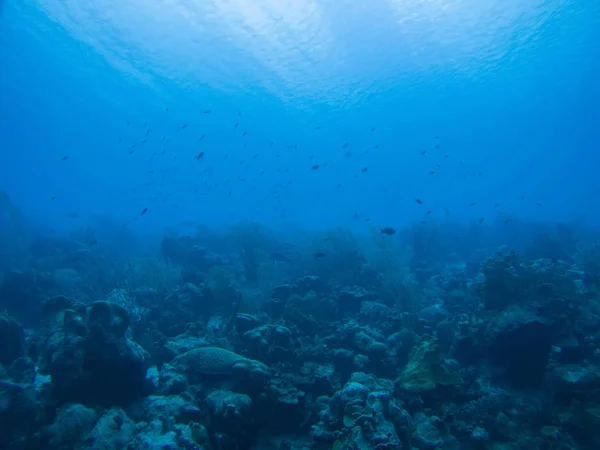 Korallliv under vatten dykning safari Karibiska havet — Stockfoto