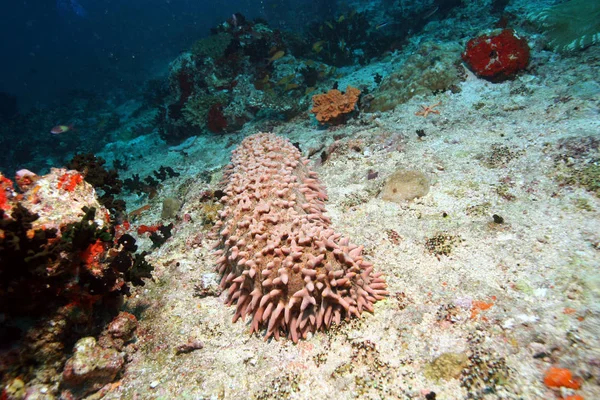 Korallenleben Unterwassersafari Karibisches Meer — Stockfoto