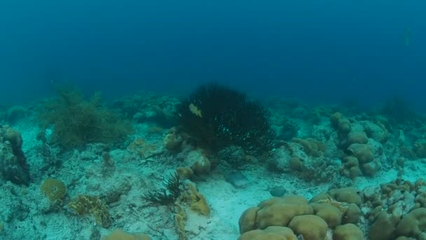 Vida Coralina Caribe Mar Bonaire Isla Buceo Submarino 1080P Video — Vídeos de Stock