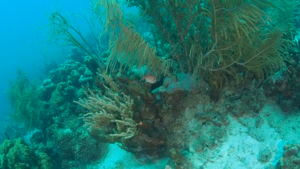 Vita Corallina Mare Dei Caraibi Isola Bonaire Immersioni Subacquee 1080P — Video Stock