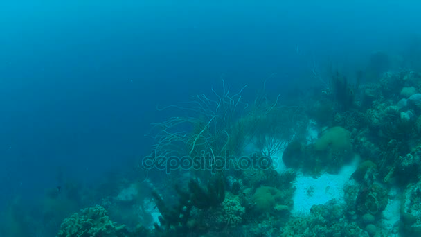 Coral Vida Caribe Mar Bonaire Ilha Subaquática Mergulho 1080P Vídeo — Vídeo de Stock