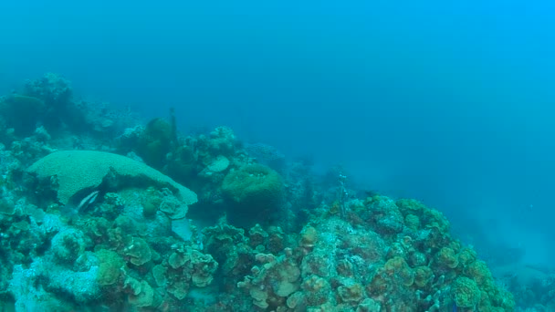 Mercan Hayat Karayip Denizi Bonaire Adası Sualtı Dalış 1080P Video — Stok video