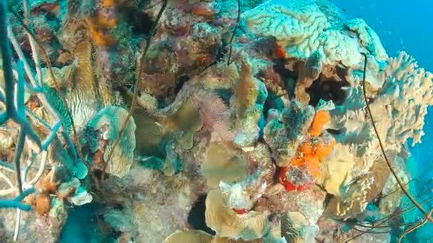 Korallenleben Karibik Meer Bonaire Insel Unterwassertauchen 1080P Video — Stockvideo