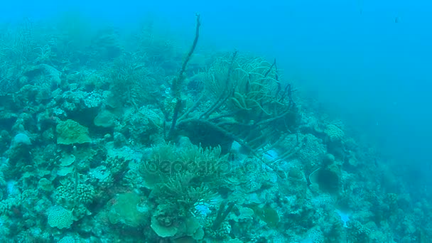 Korall Élet Karib Tenger Bonaire Sziget Víz Alatti Búvárkodás 1080P — Stock videók