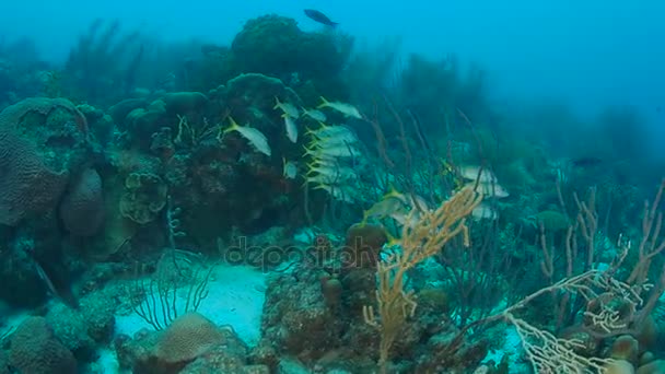 Mercan Hayat Karayip Denizi Bonaire Adası Sualtı Dalış 1080P Video — Stok video