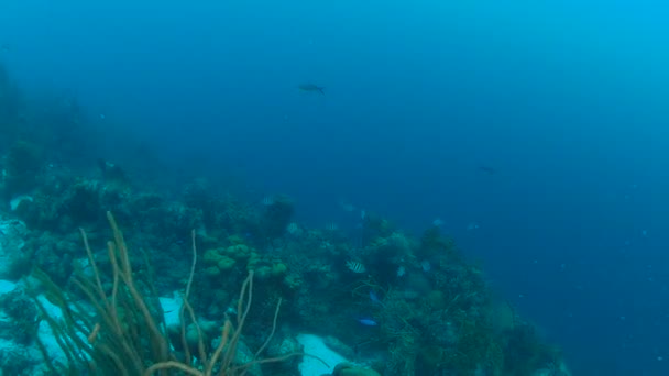 Coral Life Caribbean Sea Bonaire Island Underwater Diving 1080P Video — Stock Video