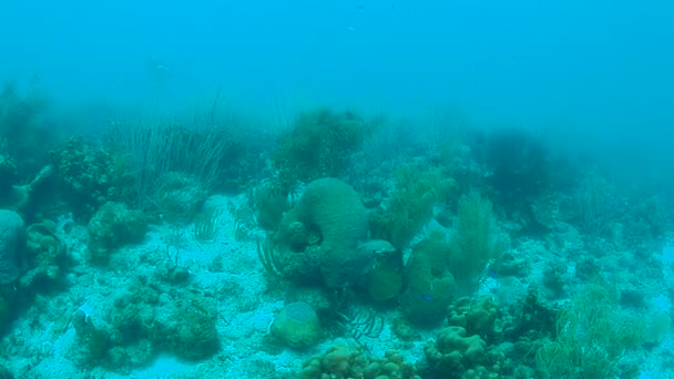 Corail Vie Caraïbe Mer Bonaire Île Plongée Sous Marine 1080P — Video