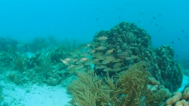 Коралловая Жизнь Карибское Море Бонайр Остров Подводного Плавания 1080P Видео — стоковое видео