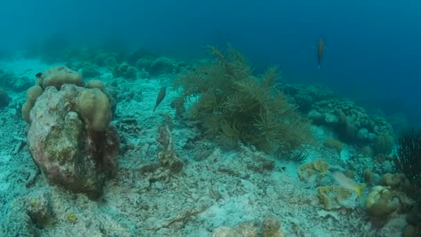 Coral Life Caribbean Sea Bonaire Island Underwater Diving 1080P Video — Stock Video