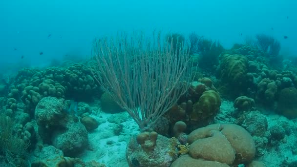 Vita Corallina Mare Dei Caraibi Isola Bonaire Immersioni Subacquee 1080P — Video Stock