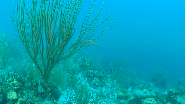 Vita Corallina Mare Dei Caraibi Isola Bonaire Immersioni Subacquee 1080P — Video Stock