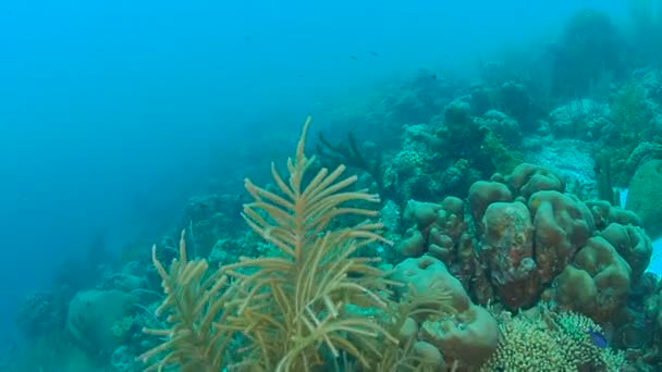 Korallenleben Karibik Meer Bonaire Insel Unterwassertauchen 1080P Video — Stockvideo
