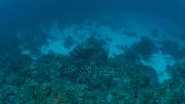 Coral Life Caribbean Sea Bonaire Island Underwater Diving 1080P Video — Stock Video