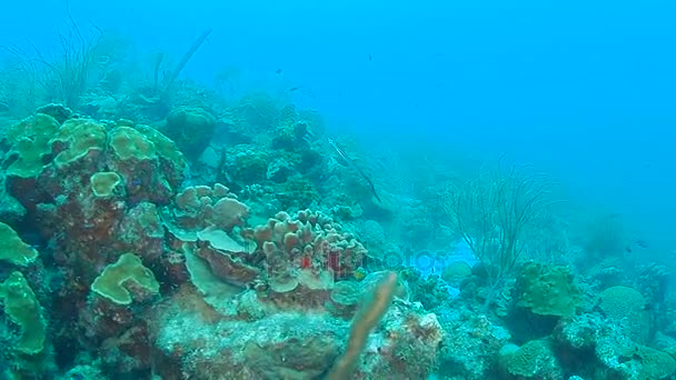 Coral Life Caribbean Sea Bonaire Island Underwater Diving 1080P Video — Stock Video