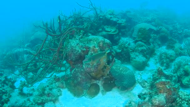 Coral Life Caribbean Sea Bonaire Island Underwater Diving 1080P Video — Stock Video